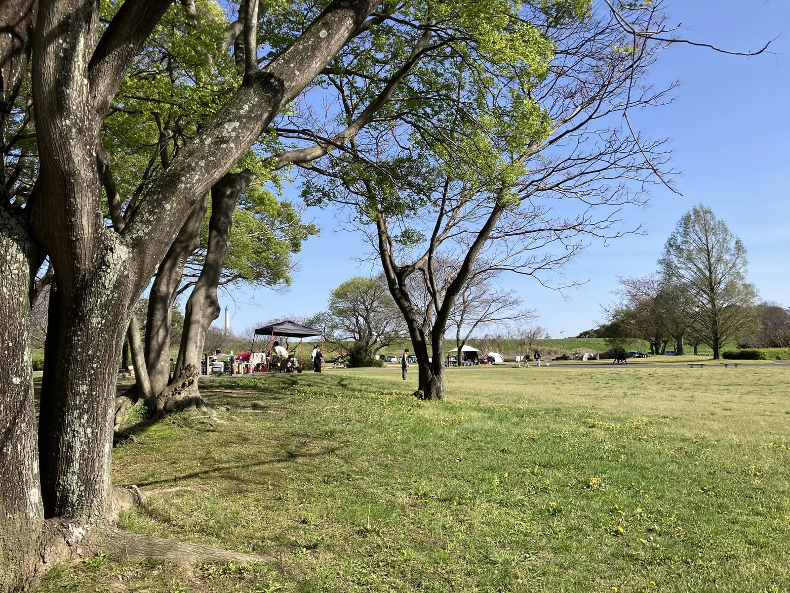 木陰になる林側のエリア