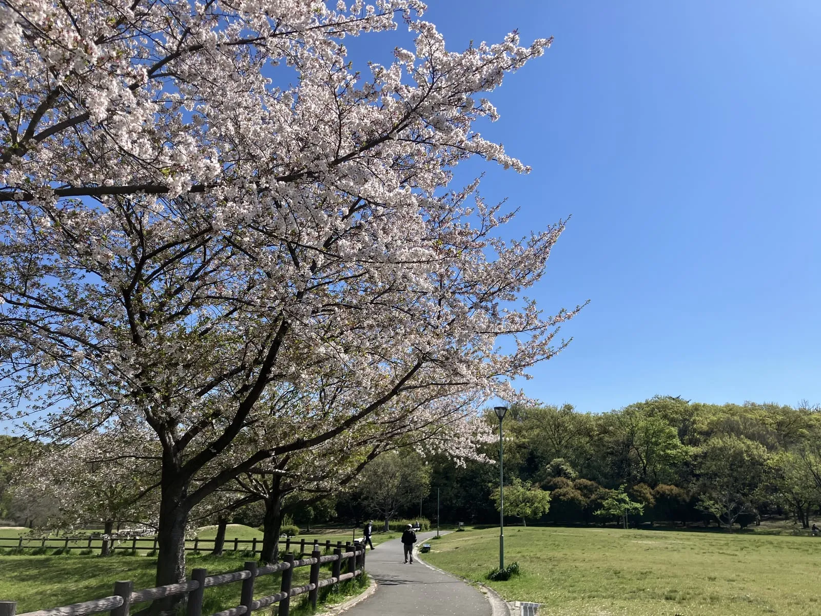 春に咲く桜