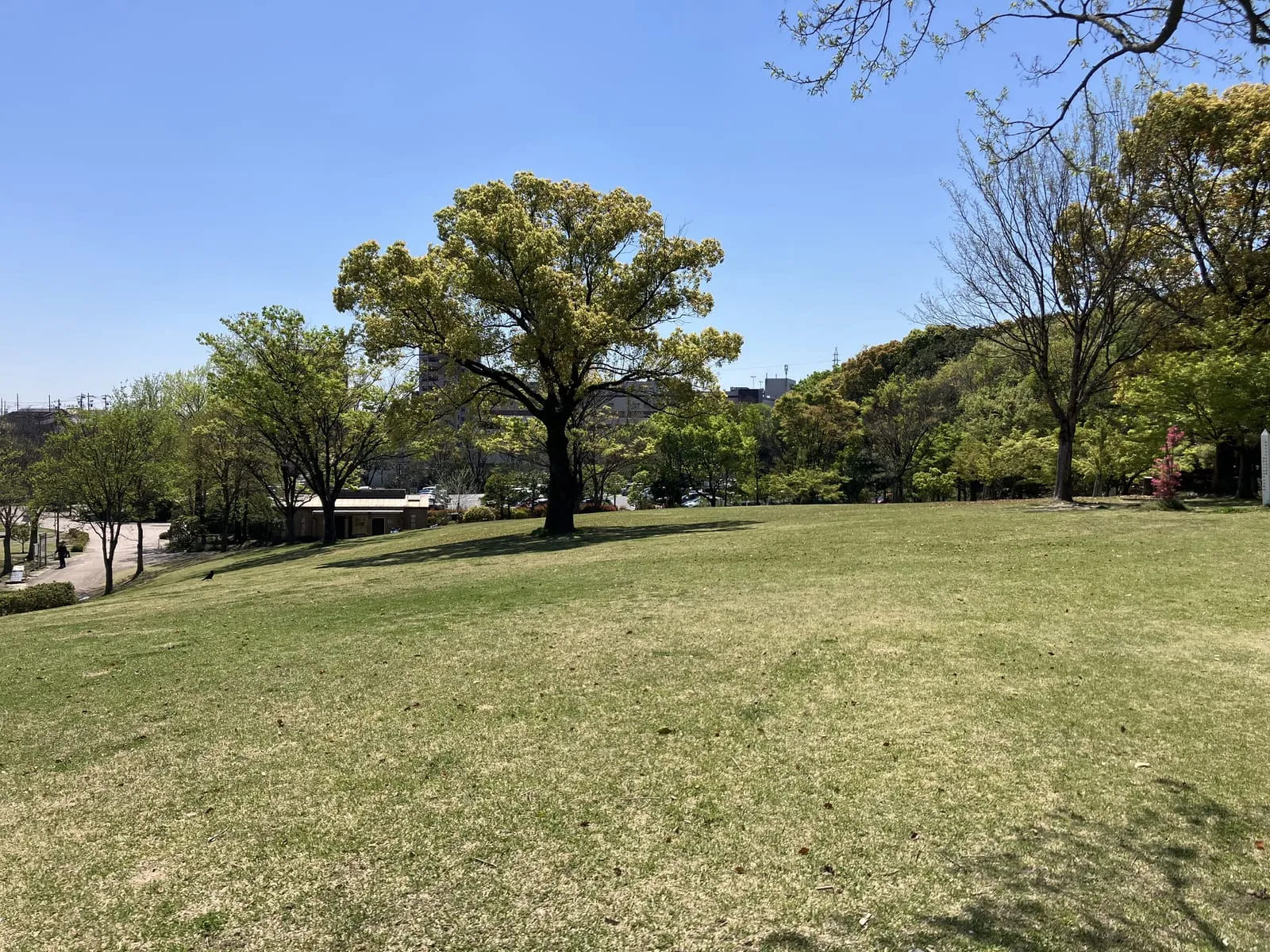 広い芝生広場